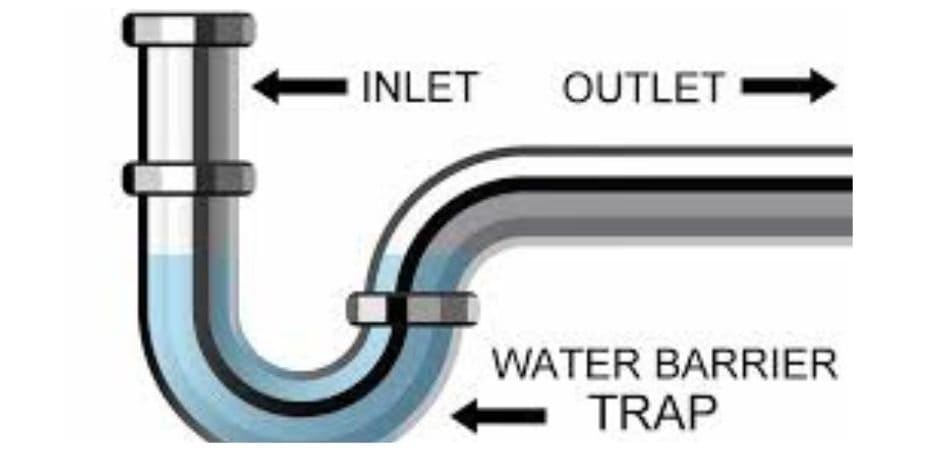 p trap anatomy